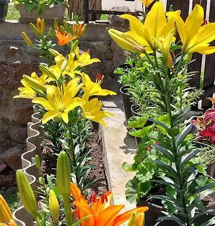 Std Kuca Talija Kalna