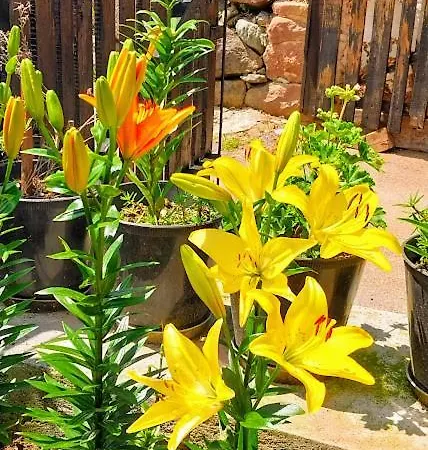 Std Kuca Talija Kalna